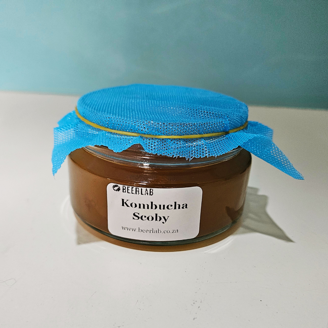 Kombucha Scoby